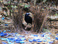 A Satin Bowerbird at its bower. Australia, 2018