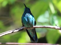 Unknown hummingbird