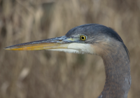 Great blue heron