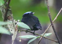 blue-crowned-manakin